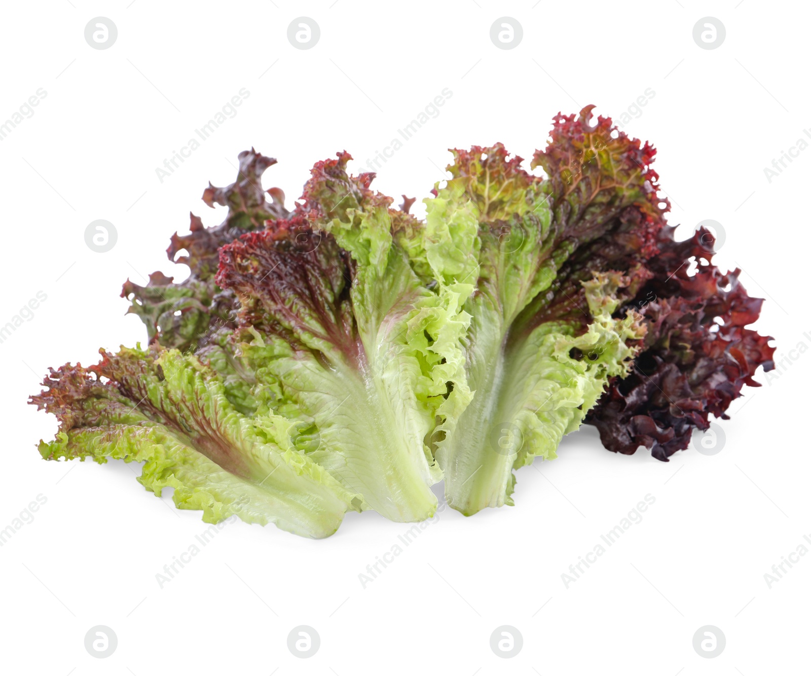 Photo of Leaves of fresh red coral lettuce isolated on white