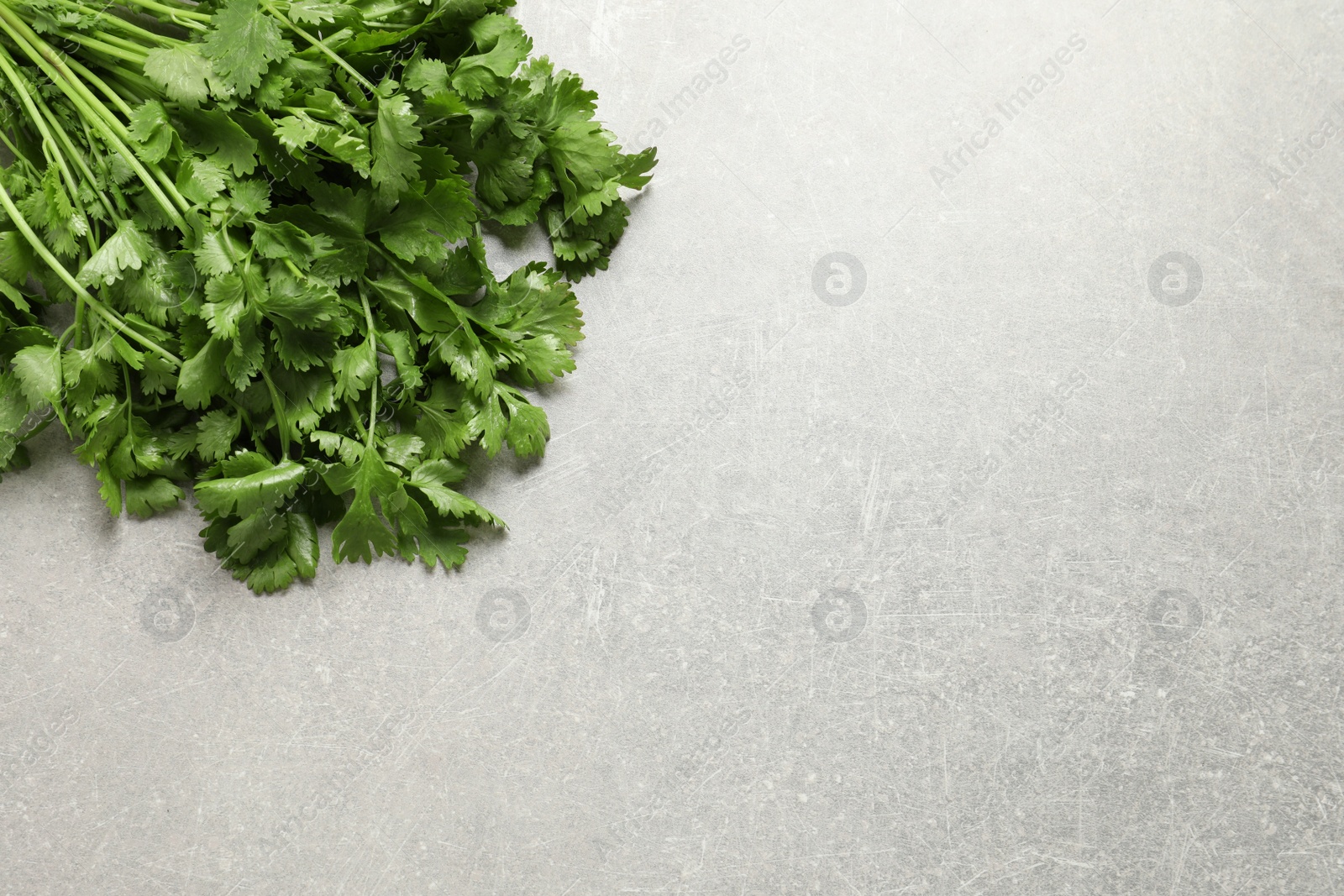 Photo of Bunch of fresh green cilantro on light grey table, top view.  Space for text