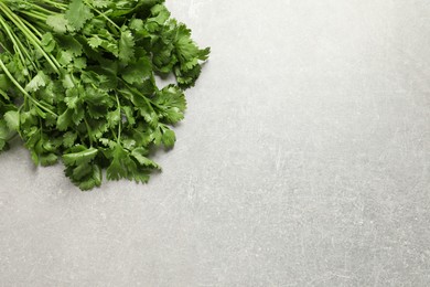 Bunch of fresh green cilantro on light grey table, top view.  Space for text