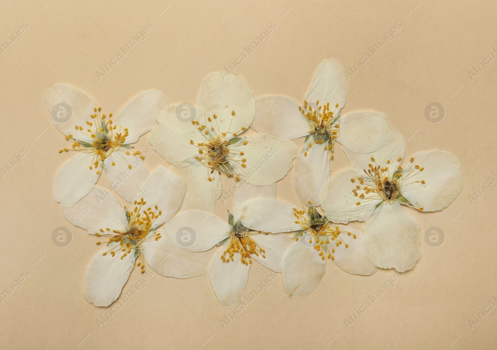 Photo of Pressed dried flowers on beige background, flat lay. Beautiful herbarium