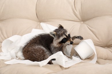 Photo of Cute mischievous raccoon playing with toilet paper on sofa