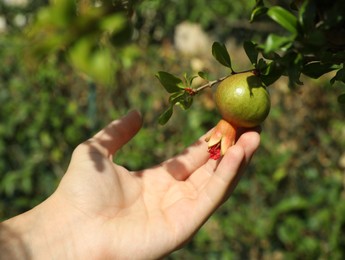 Photo of Farmer assistant touching pomegranate fruit in garden, closeup
