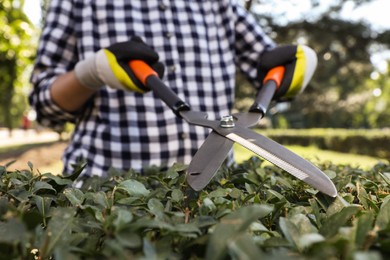 Photo of Woman trimming bush on sunny day, closeup. Gardening time