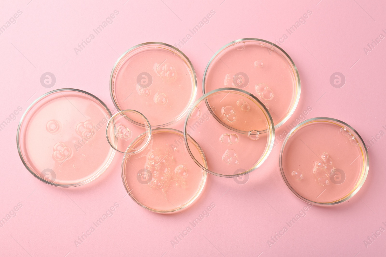 Photo of Petri dishes with liquid samples on pink background, flat lay