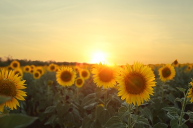 Beautiful view of field with yellow sunflowers at sunset