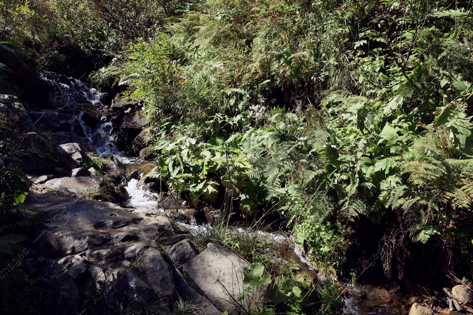 Photo of Picturesque view of small stream running in mountain forest