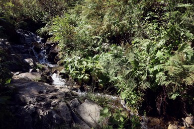 Photo of Picturesque view of small stream running in mountain forest