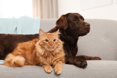 Photo of Cat and dog together on sofa indoors. Fluffy friends