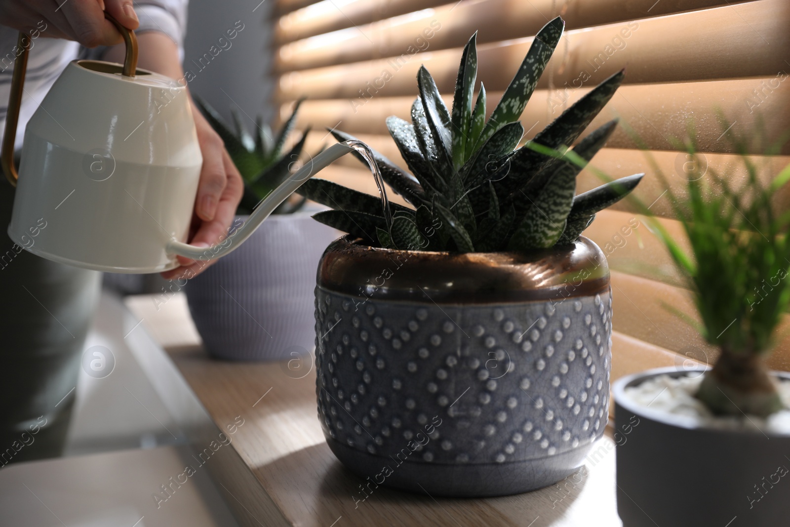 Photo of Woman watering beautiful potted plant on window sill, closeup. Floral house decor