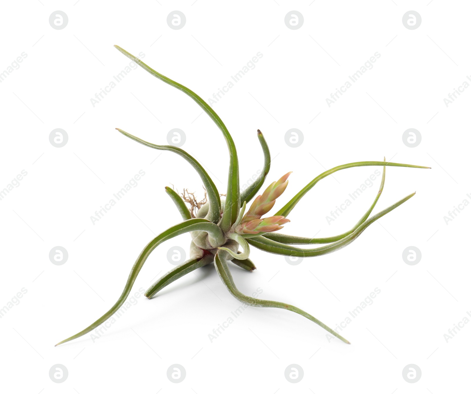 Photo of Beautiful tillandsia isolated on white. Exotic houseplant