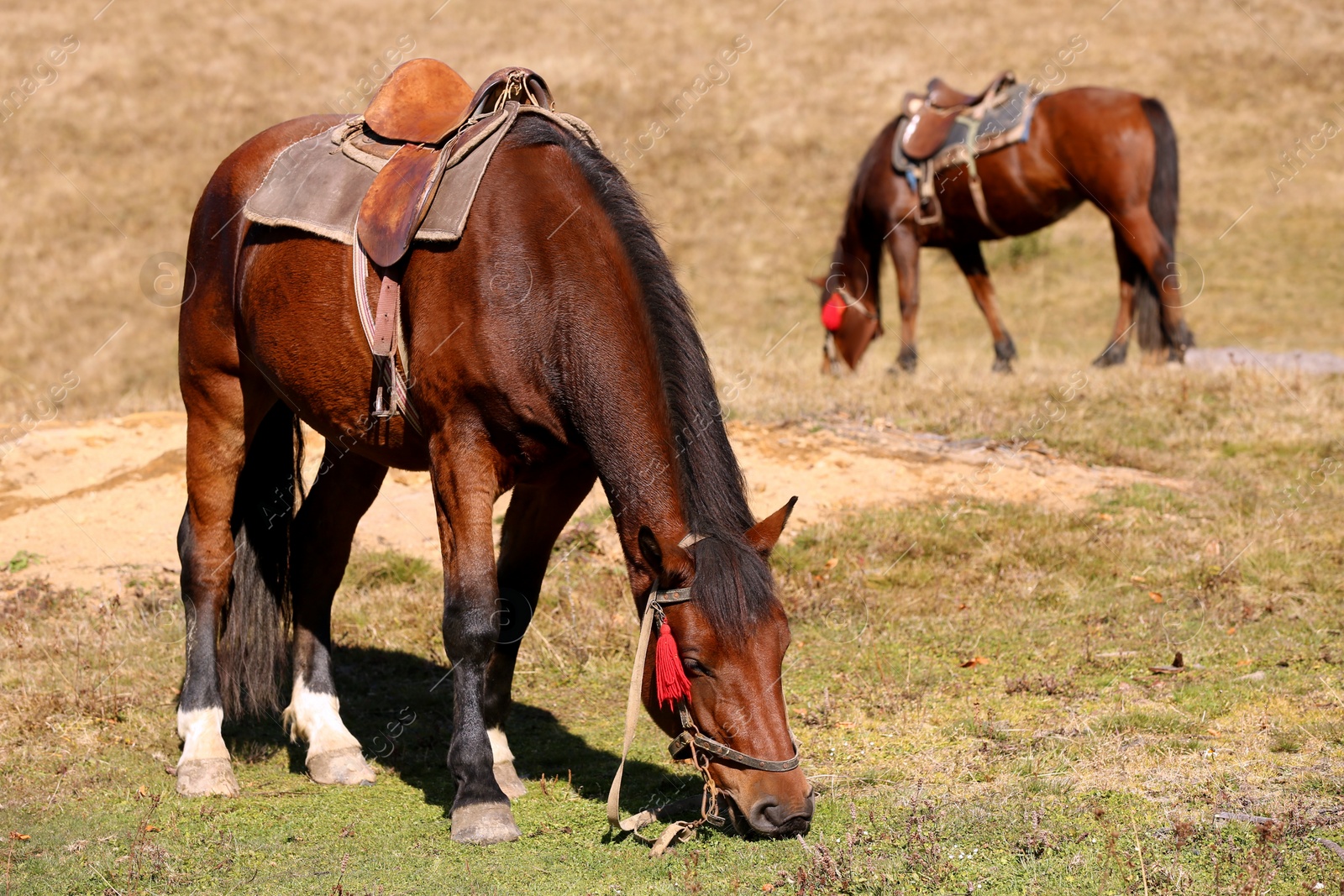 Photo of Beautiful horses grazing on pasture. Lovely pets