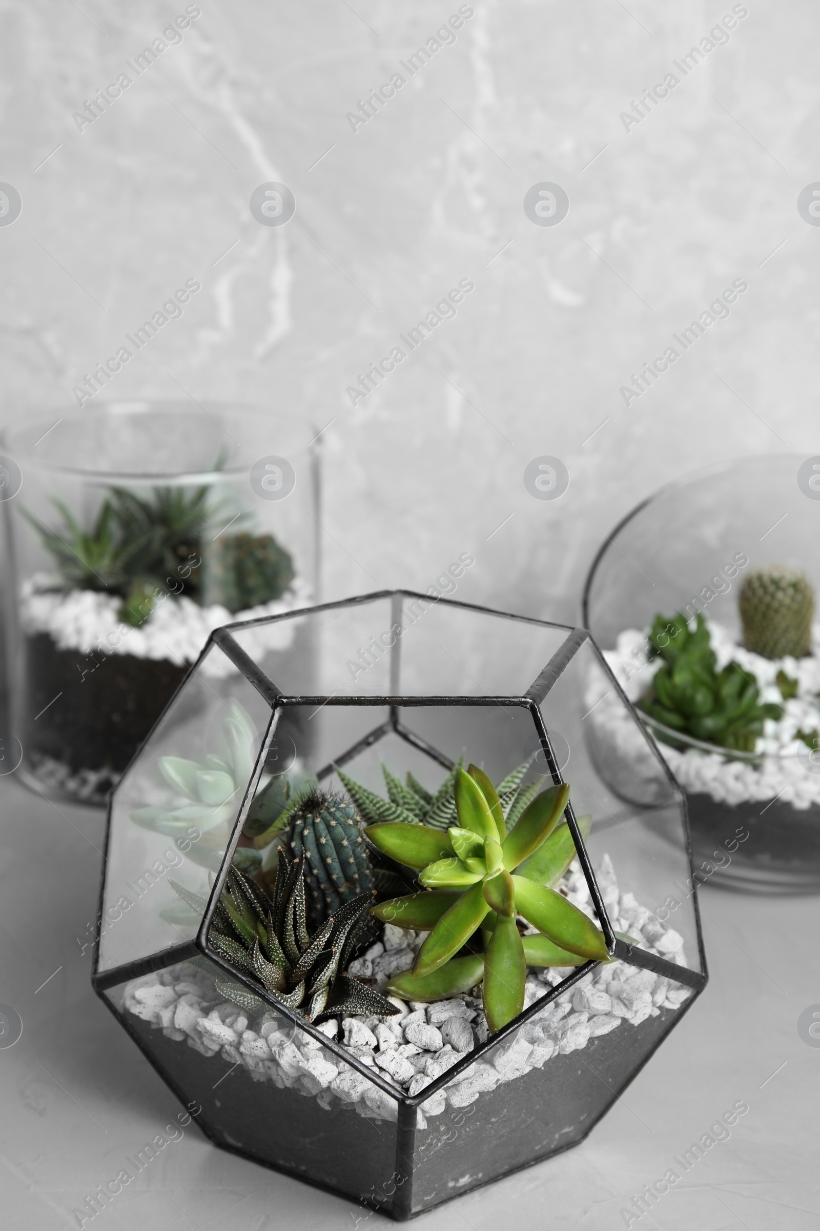 Photo of Glass florariums with different succulents on table against grey background, space for text