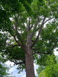 Beautiful tree with green leaves outdoors, low angle view