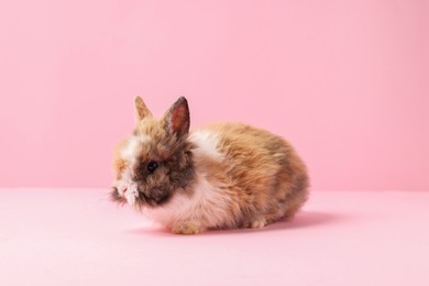 Photo of Cute little rabbit on pink background. Adorable pet