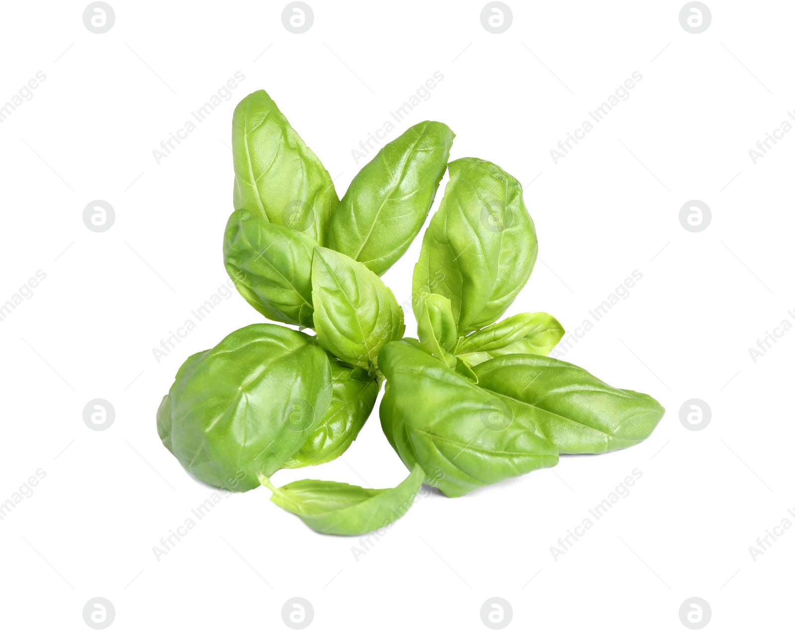 Photo of Fresh green basil leaves isolated on white