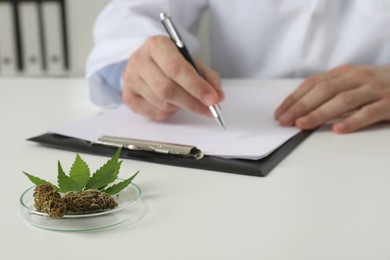 Photo of Doctor working at table with medical hemp and fresh leaf, closeup