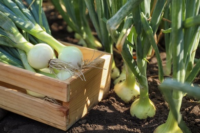 Wooden crate with fresh green onions in field, closeup