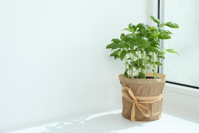 Photo of Fresh potted basil on windowsill indoors. Space for text