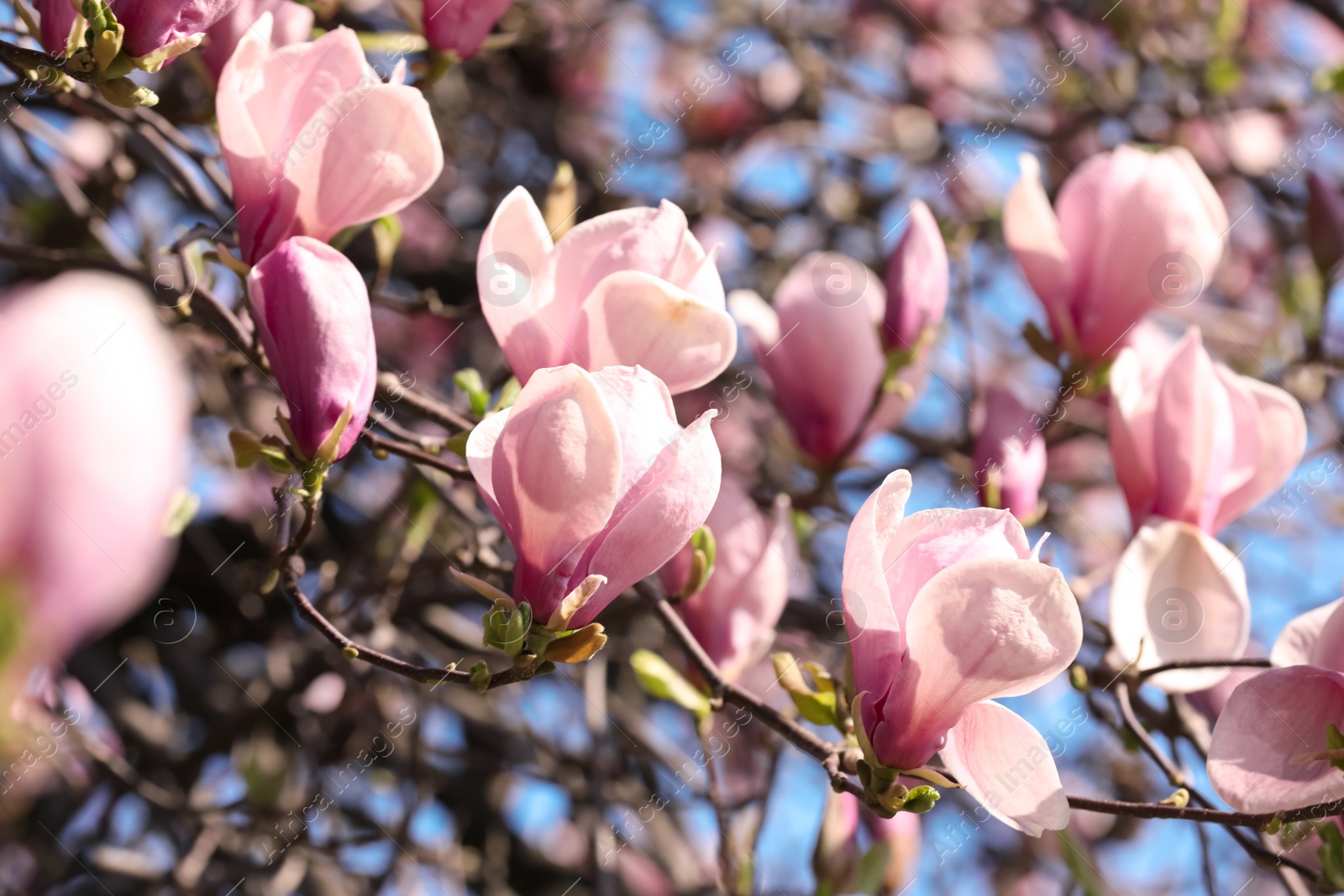 Photo of Beautiful magnolia tree with pink blossom outdoors. Spring season