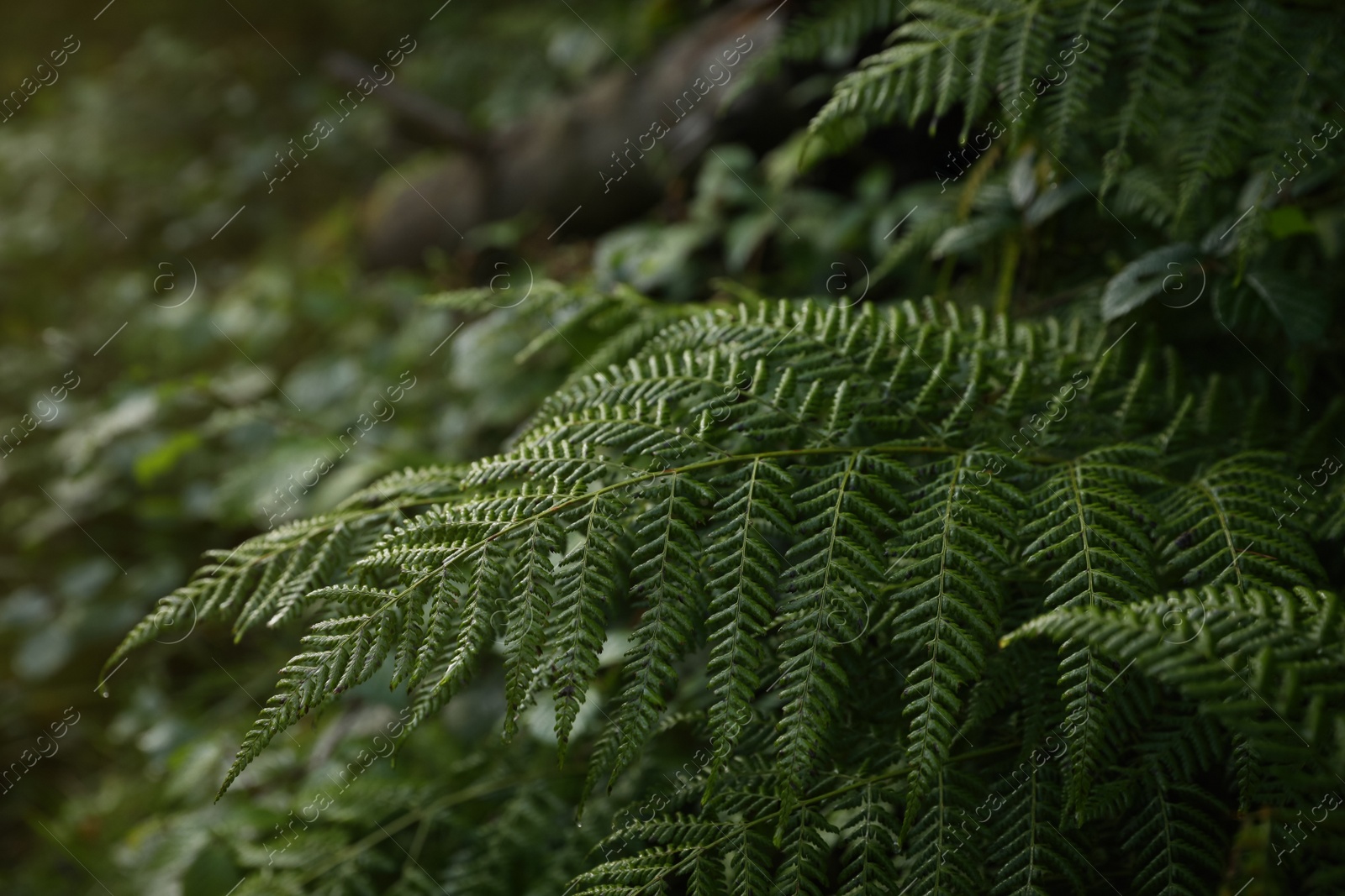 Photo of Green fern growing in forest, closeup view