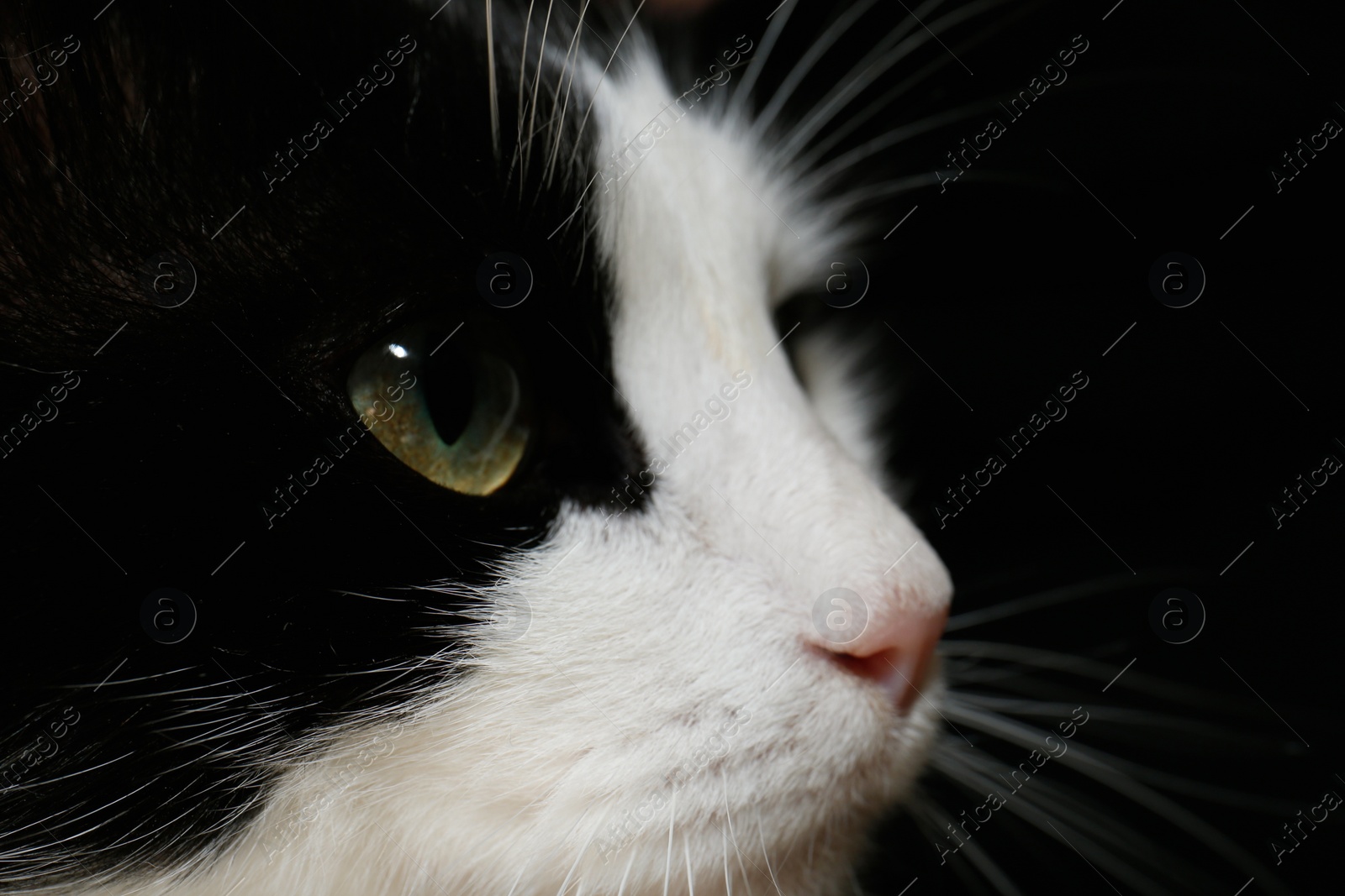 Photo of Closeup view of black and white cat with beautiful green eyes on dark background