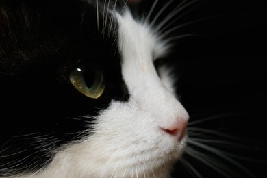 Photo of Closeup view of black and white cat with beautiful green eyes on dark background