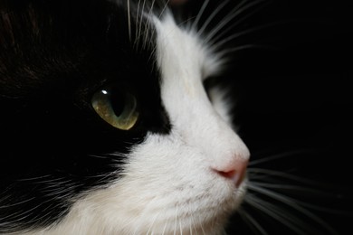 Closeup view of black and white cat with beautiful green eyes on dark background