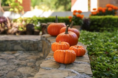 Photo of Many whole ripe pumpkins on stone curb in garden