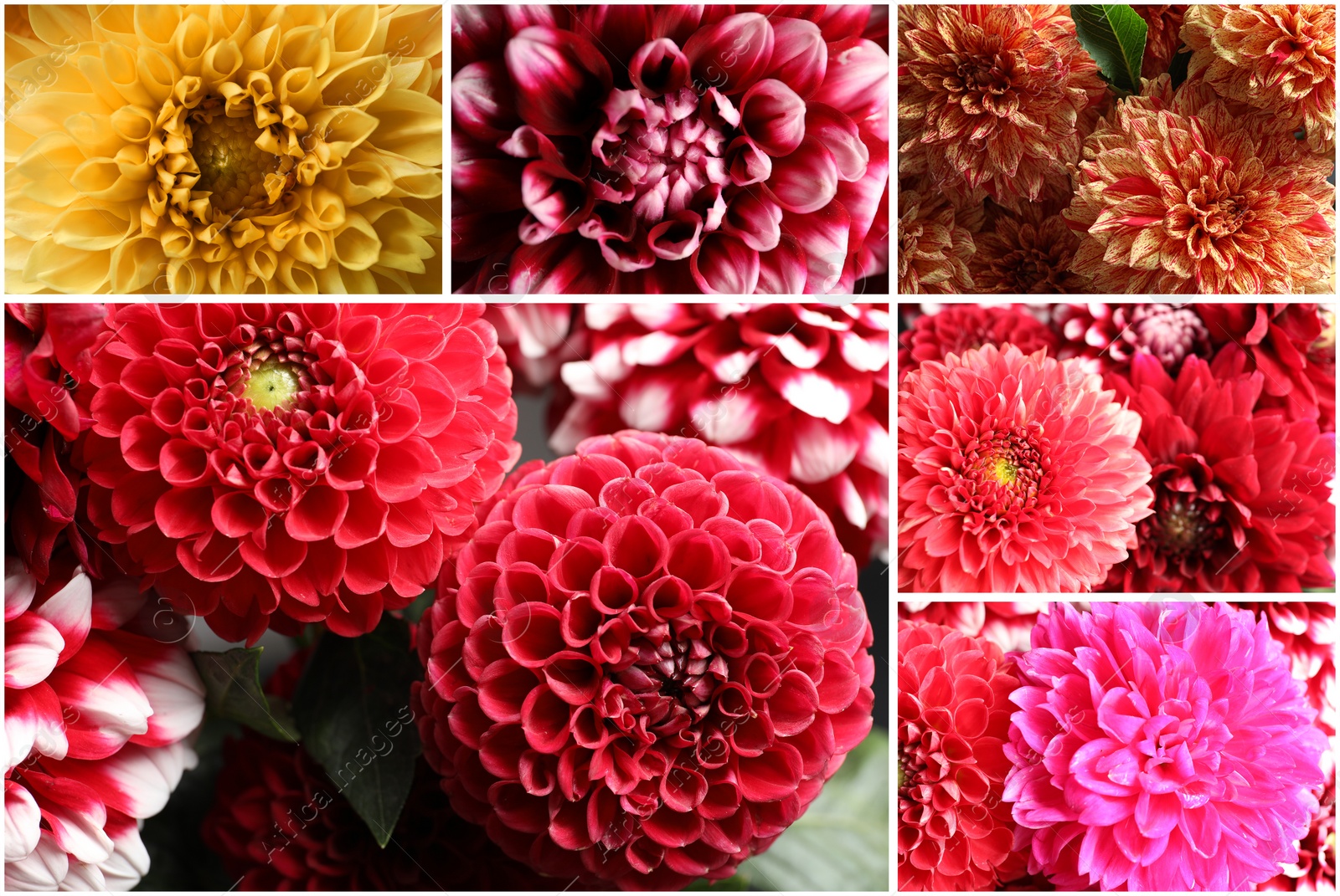 Image of Collage with photos of beautiful fresh flowers 