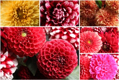 Image of Collage with photos of beautiful fresh flowers 