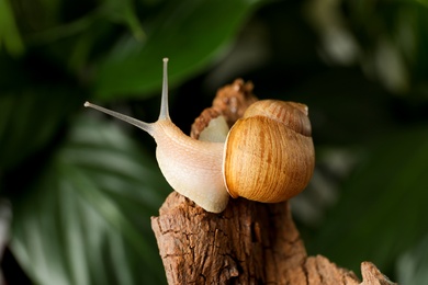 Photo of Common garden snail crawling on tree bark, closeup