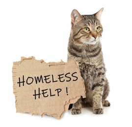 Image of Cute tabby cat and piece of cardboad with text Homeless Help on white background. Lonely pet 