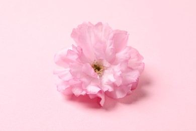 Beautiful sakura tree blossom on pink background, closeup