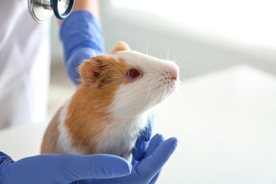 Female veterinarian examining guinea pig in clinic, closeup