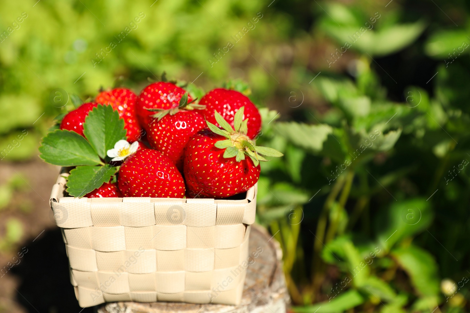 Photo of Basket of ripe strawberries on tree stump in field, closeup