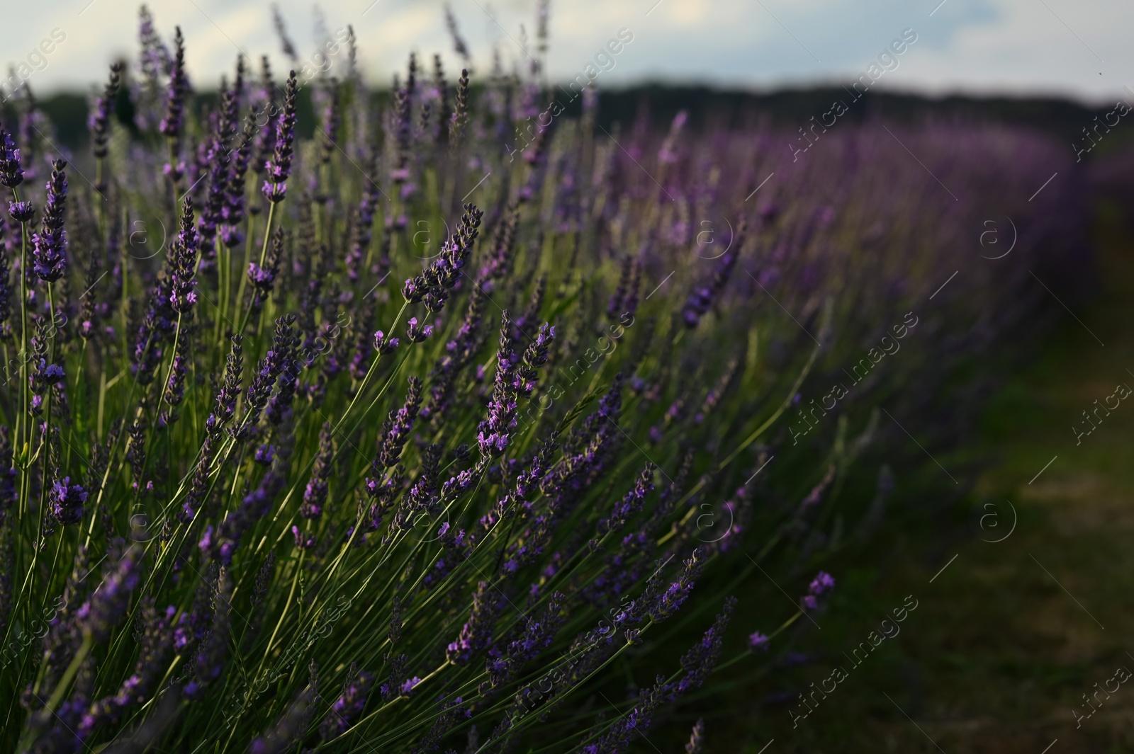 Photo of Beautiful blooming lavender plants growing in field, closeup. Space for text