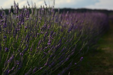 Photo of Beautiful blooming lavender plants growing in field, closeup. Space for text
