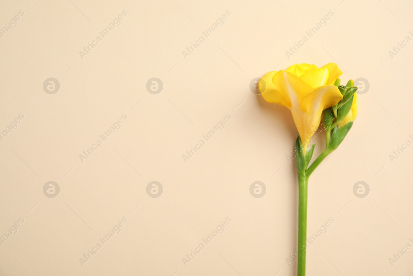 Photo of Beautiful freesia with fragrant flowers on color background, top view. Space for text