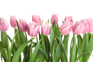 Photo of Beautiful pink spring tulips on white background