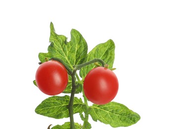 Photo of Stem with ripe cherry tomatoes and leaves isolated on white