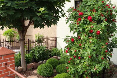 Photo of Different beautiful plants behind fence outdoors. Gardening and landscaping