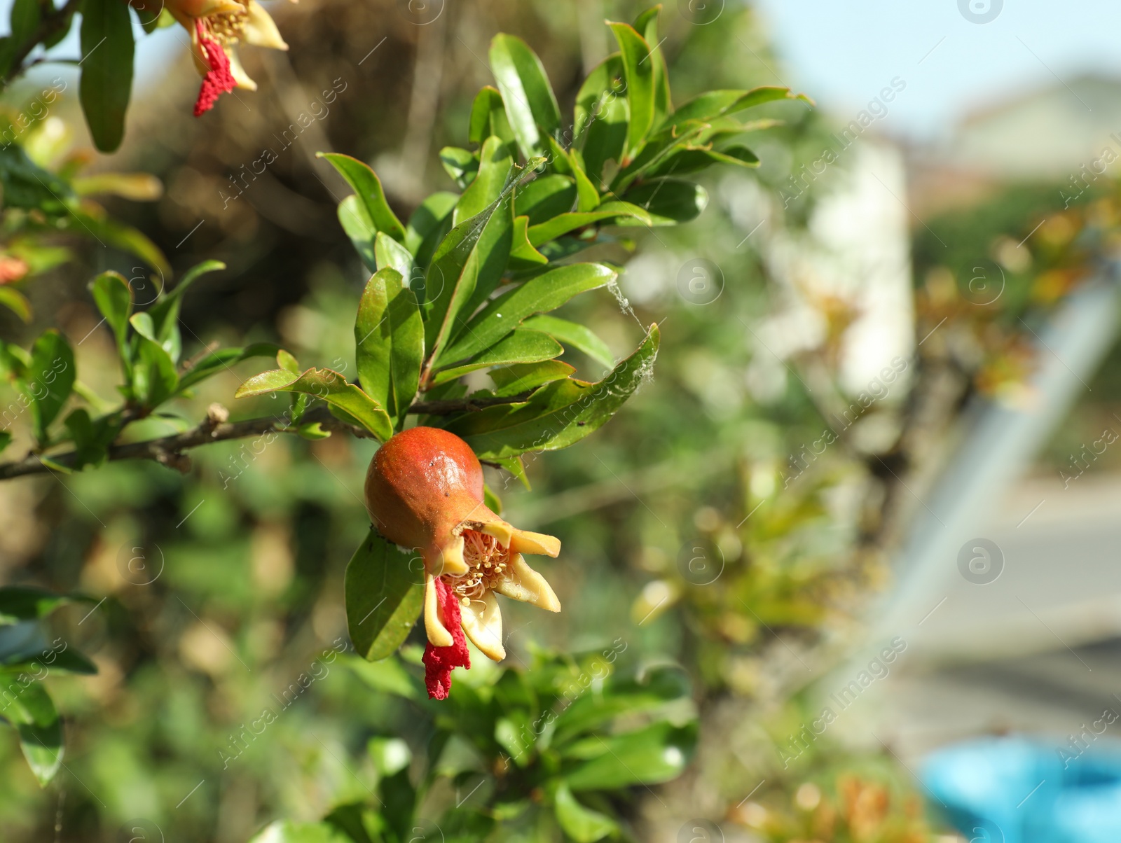 Photo of Pomegranate branch with growing fruit outdoors on sunny day, space for text