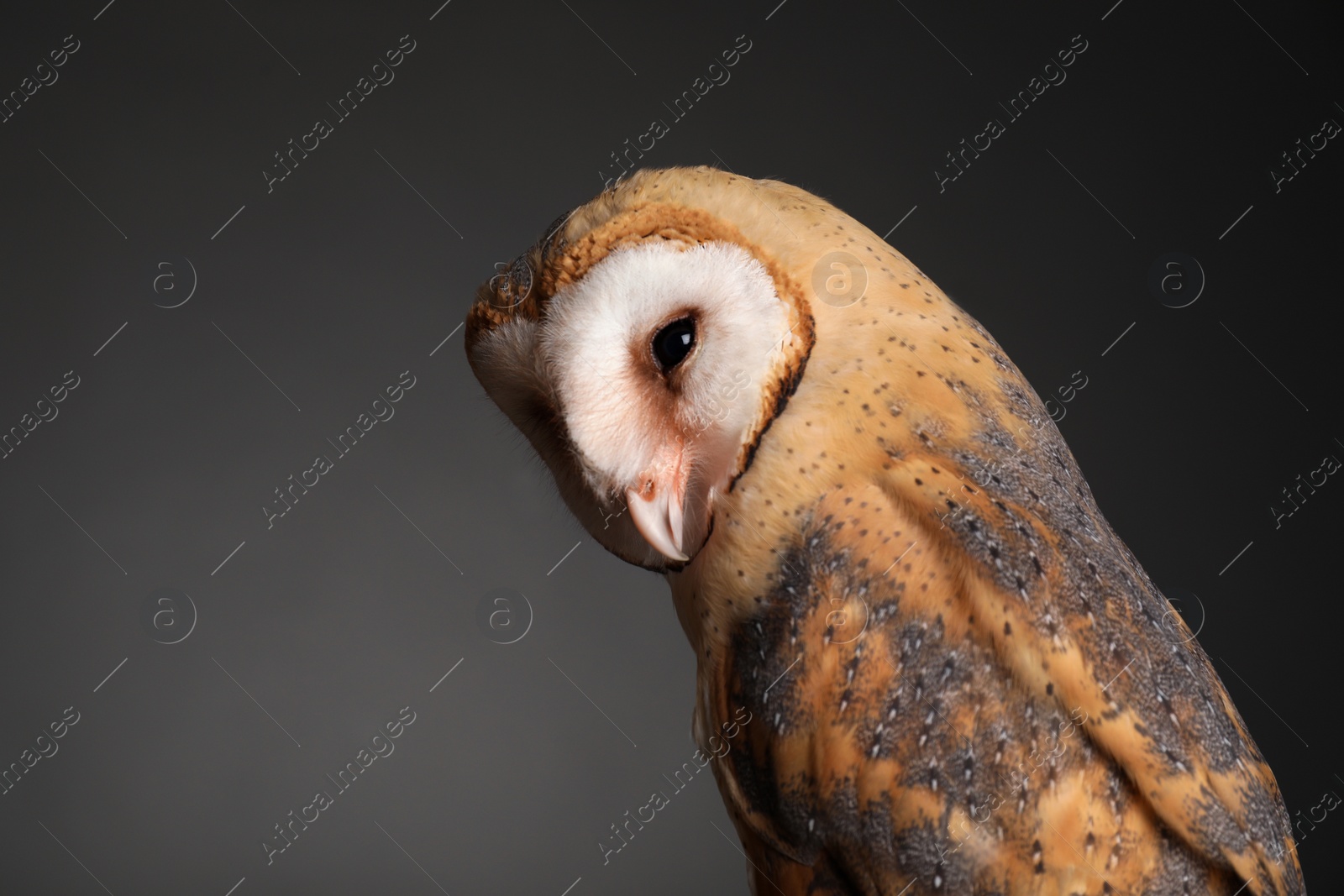 Photo of Beautiful common barn owl on grey background, closeup