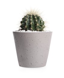 Photo of Cactus in pot isolated on white. House plant