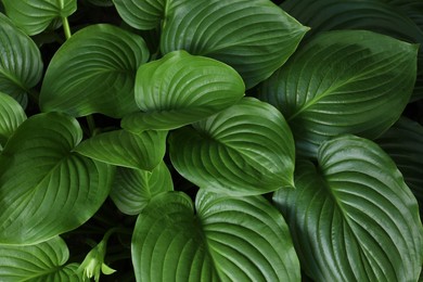 Beautiful hosta plantaginea with green leaves in garden, above view