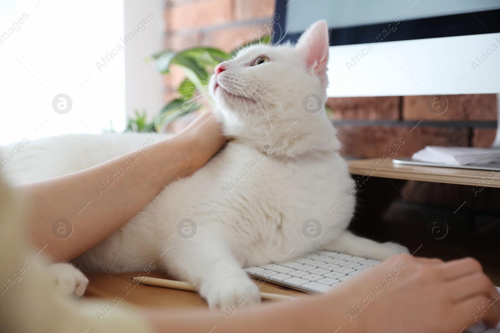 Photo of Adorable white cat lying on keyboard and distracting owner from work, closeup