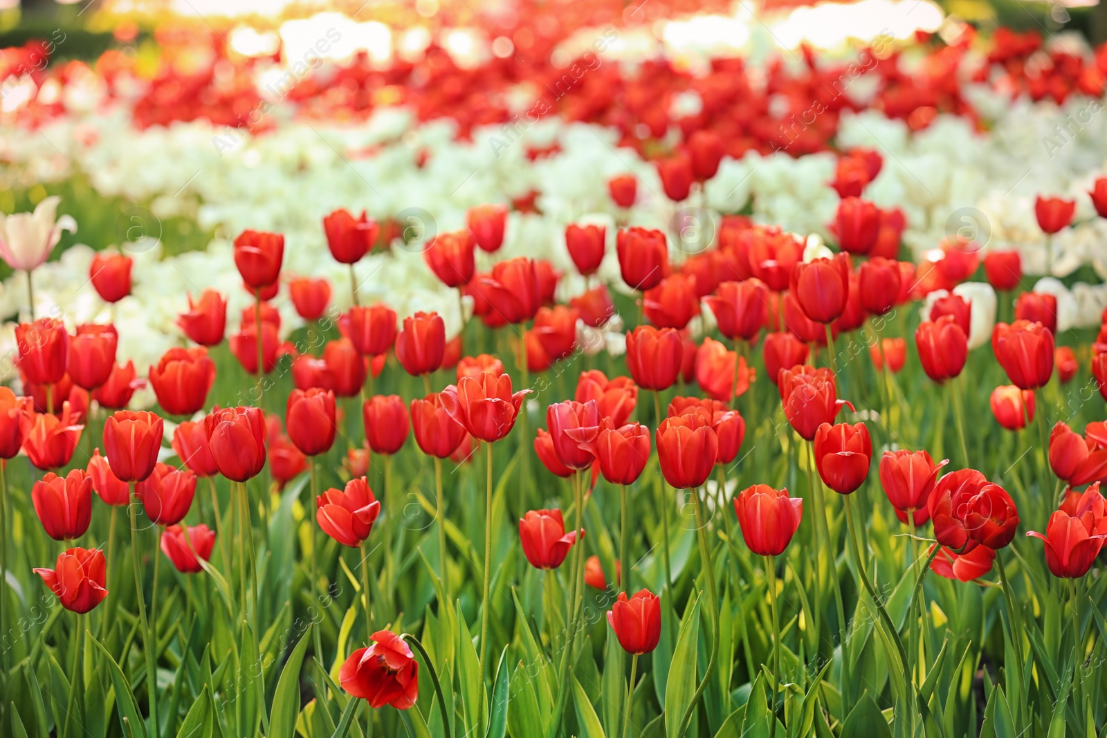 Photo of Blossoming tulips outdoors on sunny spring day