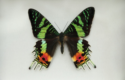 Photo of Beautiful Urania ripheus butterfly on white background
