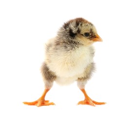 Photo of One cute chick isolated on white. Baby animal