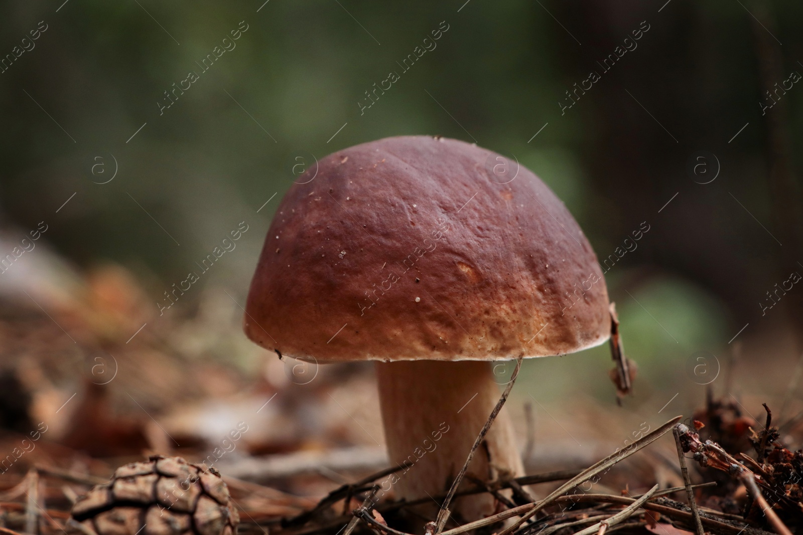 Photo of Beautiful porcini mushroom growing in forest, closeup